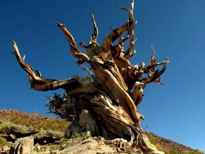 生命极限是多少?20万年?不,这种生物可以“永生”