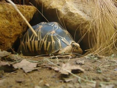 生命极限是多少？20万年？不，这种生物可以“永生”