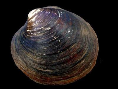 生命极限是多少?20万年?不,这种生物可以“永生”