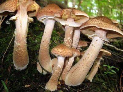 生命极限是多少?20万年?不,这种生物可以“永生”