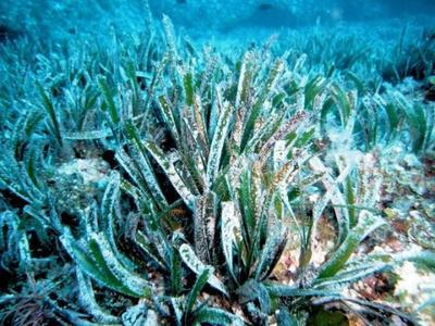 生命极限是多少?20万年?不,这种生物可以“永生”