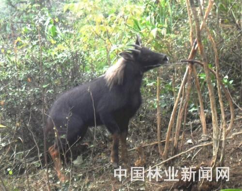 神话生物麒麟的现实原型——鬣羚