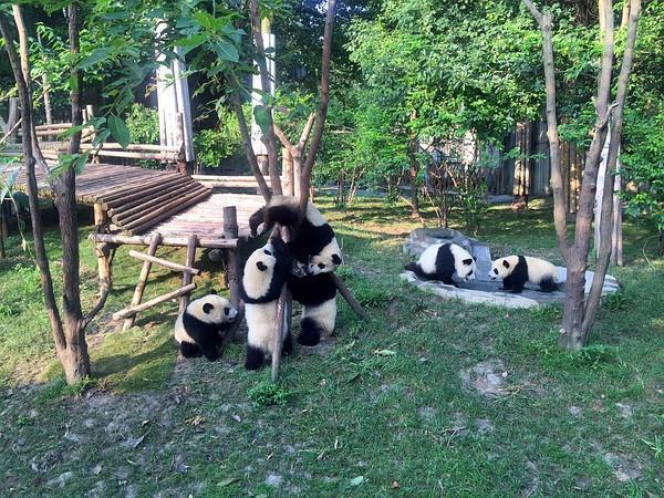 2019成都最强旅游攻略,住宿美食美景一篇全搞定(国庆旅游必看)