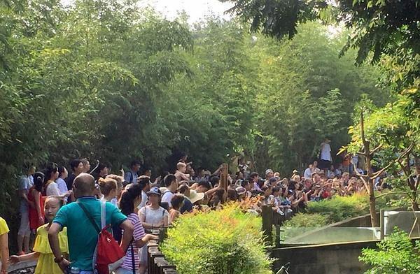 2019成都最强旅游攻略,住宿美食美景一篇全搞定(国庆旅游必看)