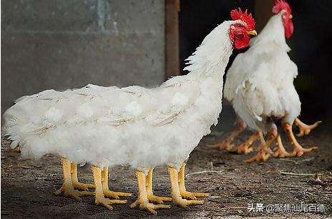 速冻鸡腿鸡翅从哪里来?来源主要有两个!